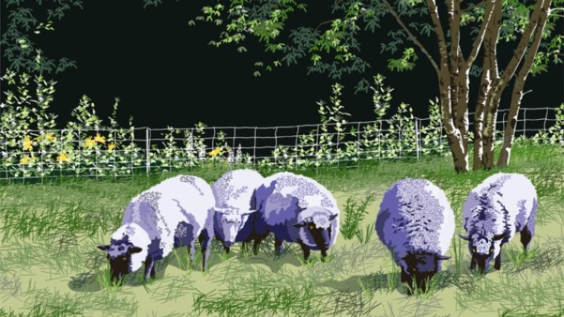 Dinner Time in a Fresh Pasture