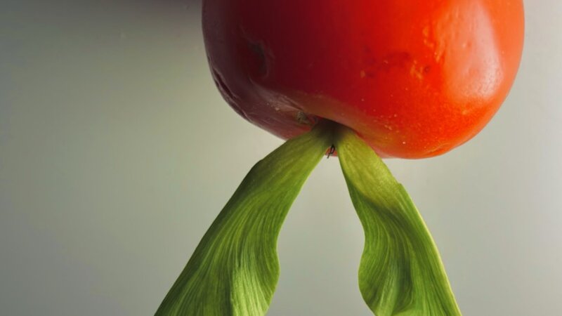 Photo of maple leaf and tomato, April 2, 2025. 