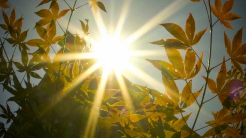 Sun and Red Maple