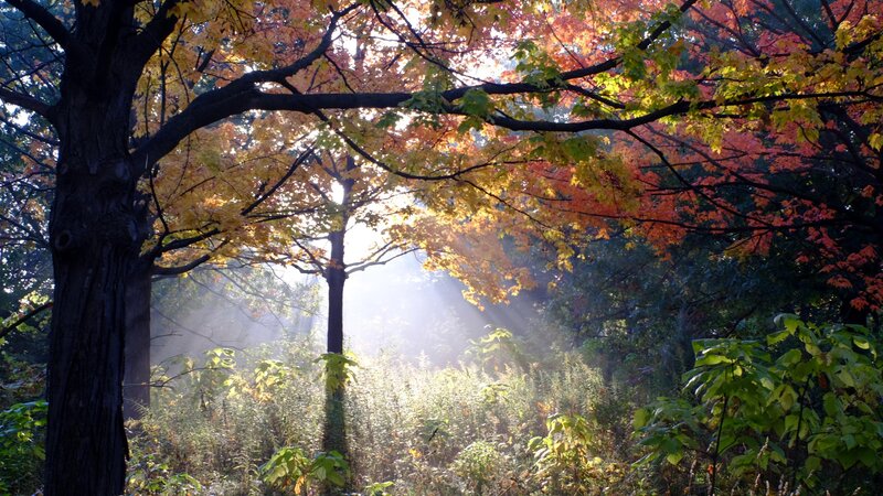 The morning sunlight streaming through morning mist during peak fall colors.