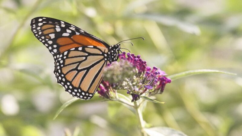 Monarch-2010