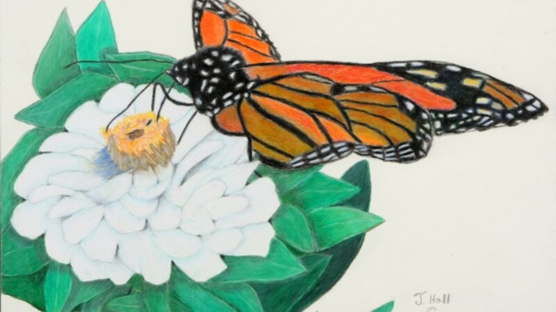 Monarch Butterfly on Flower