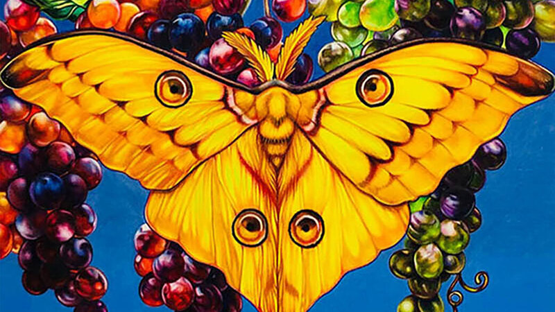 Moon Moth, 18 x 28," colored pencil 