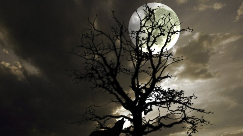 Moon Light Howl