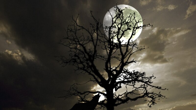 Moon Light Howl