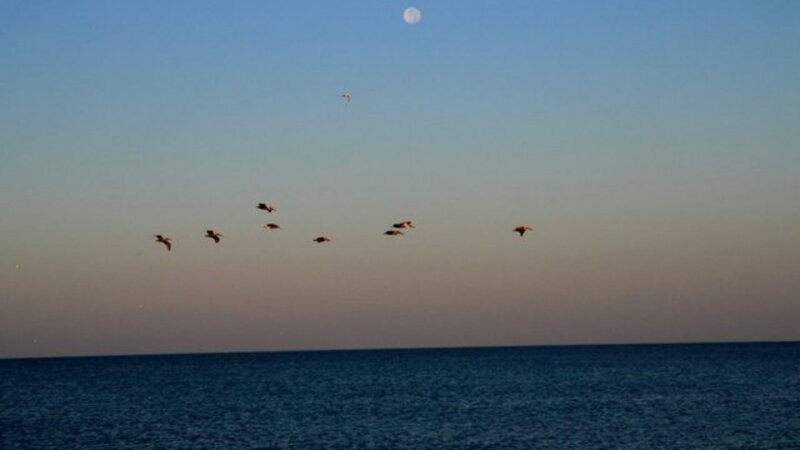 Moon in the Morning