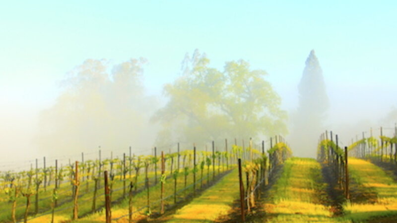 Vineyard Mist