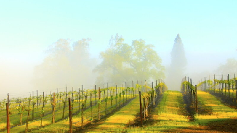Vineyard Mist