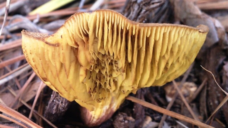 Mushroom underside