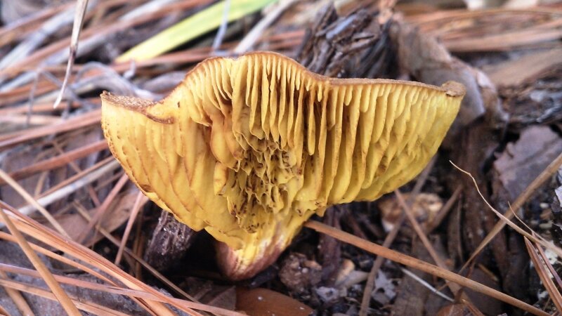 Mushroom underside