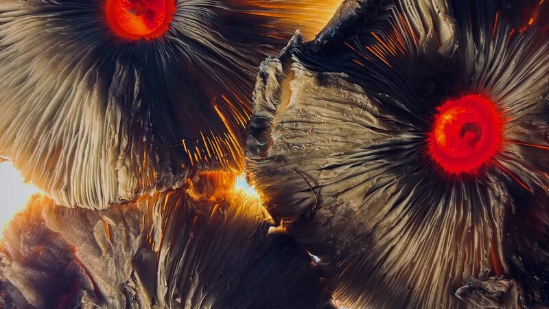 Photograph of wild mushrooms, August, 2025.