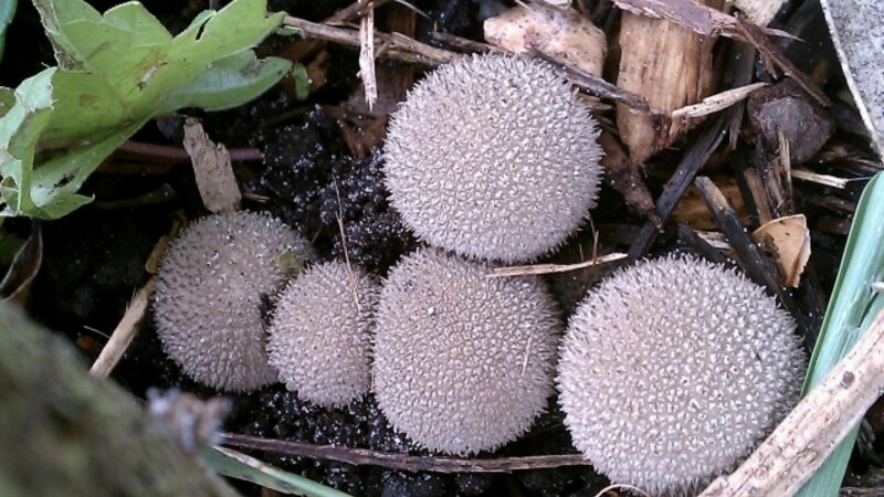 Puff mushrooms
