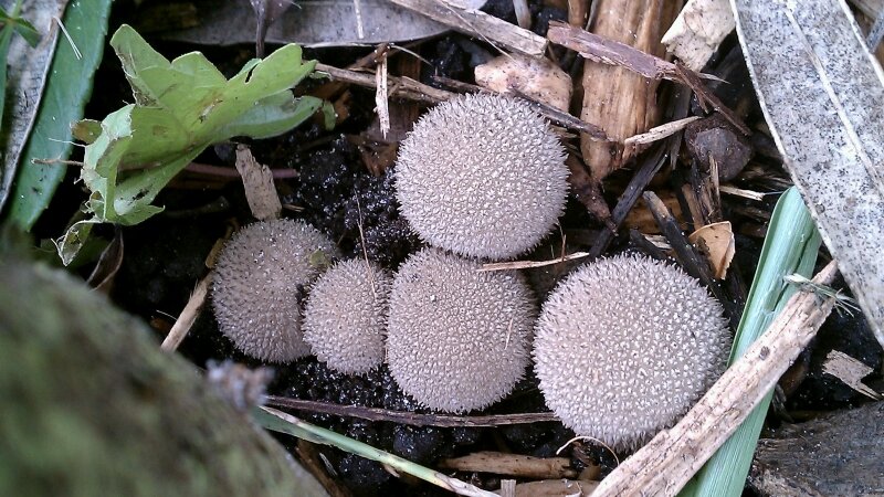 Puff mushrooms