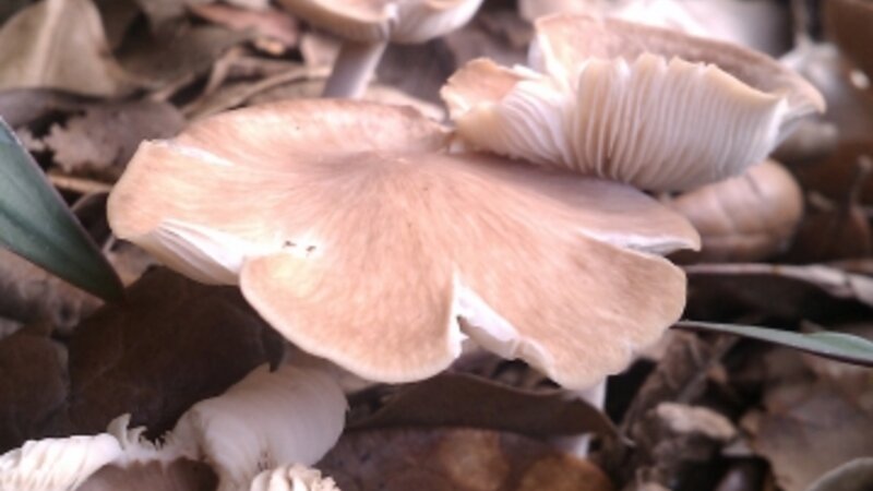 Wild mushrooms