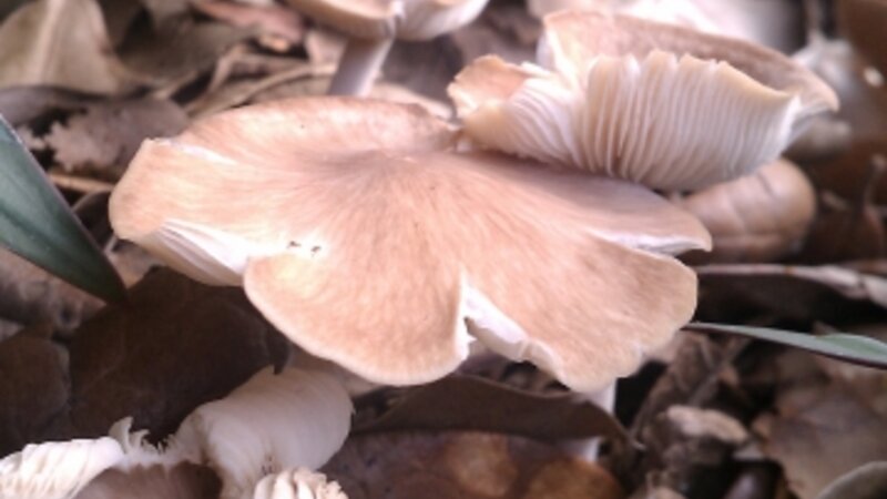 Wild mushrooms