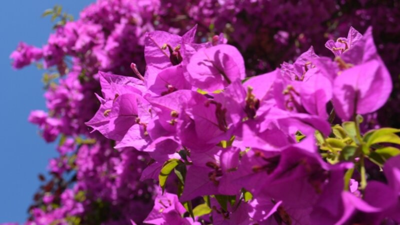 Purple Flowers 