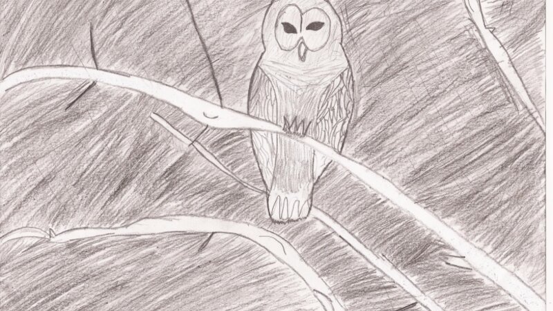 Night Owl