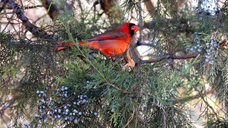 north, cardinal, bird, nature