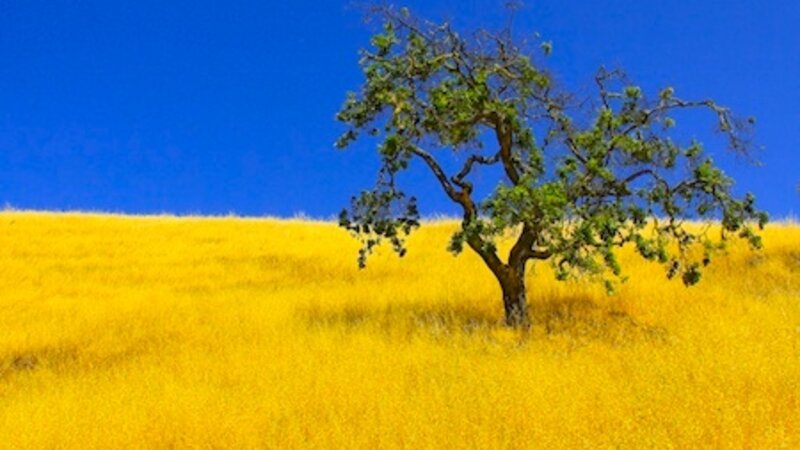 Oak In Amber Gold
