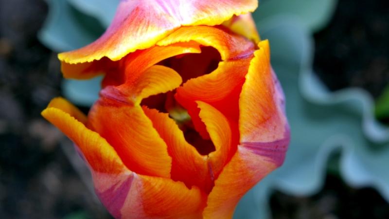 Orange Tulip Tip