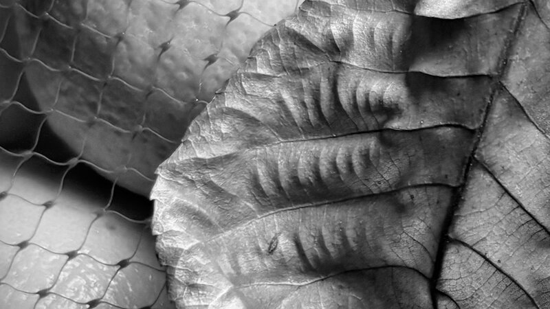 Photograph of dead leaf and oranges, December 7, 2024. 