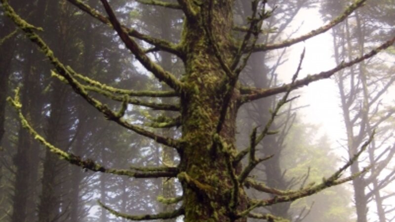 Old Tree in the Forrest