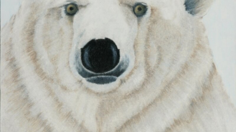Polar Bear portrait
