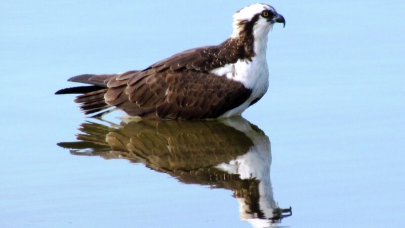 Reflecting