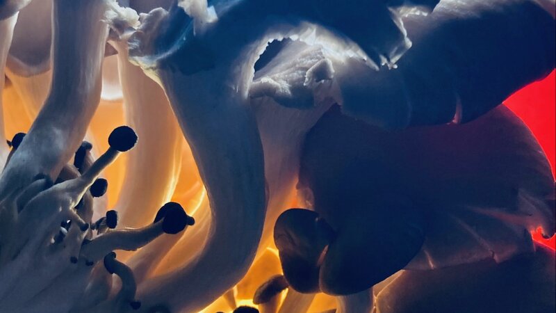 Photo of Oyster Mushrooms, October, 2024.