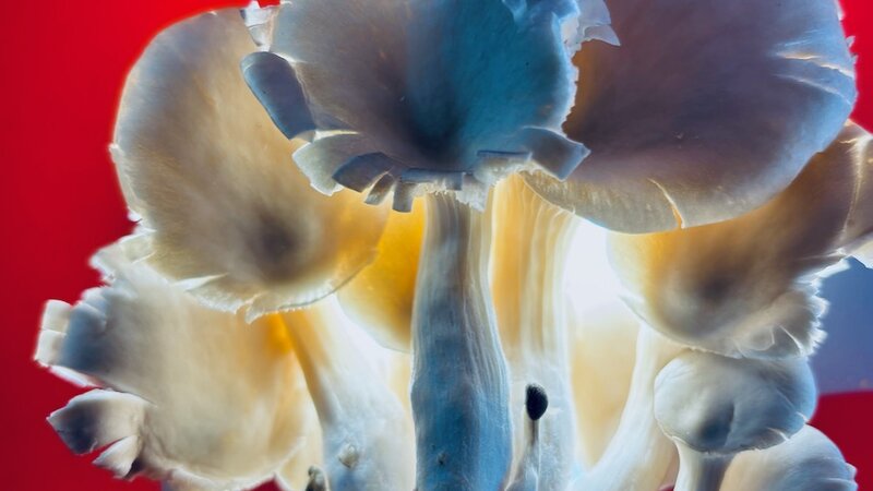 Photograph of Oyster Mushrooms, April 12, 2025.