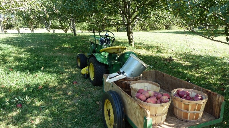 Apple Picking