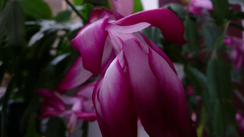 Christmas Cactus