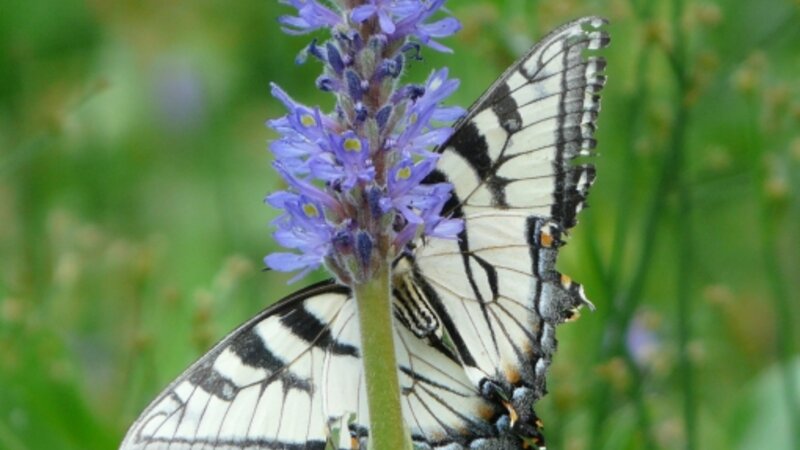 Butterflies are free