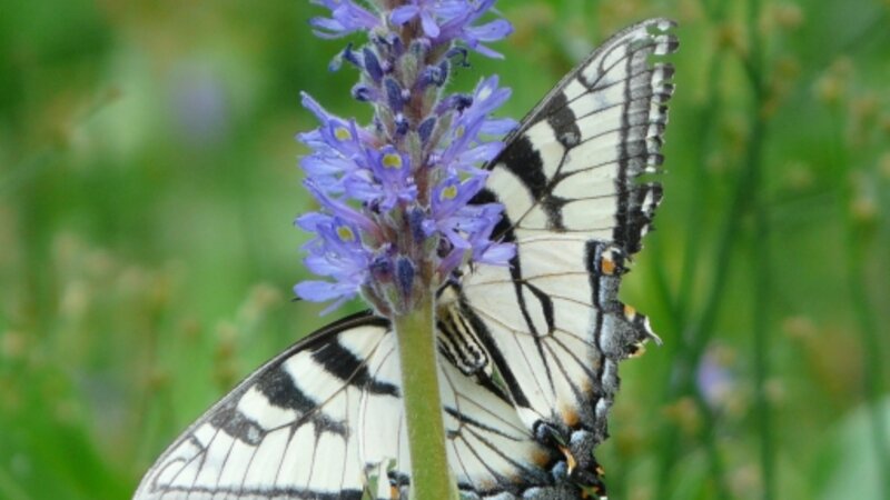 Butterflies are free