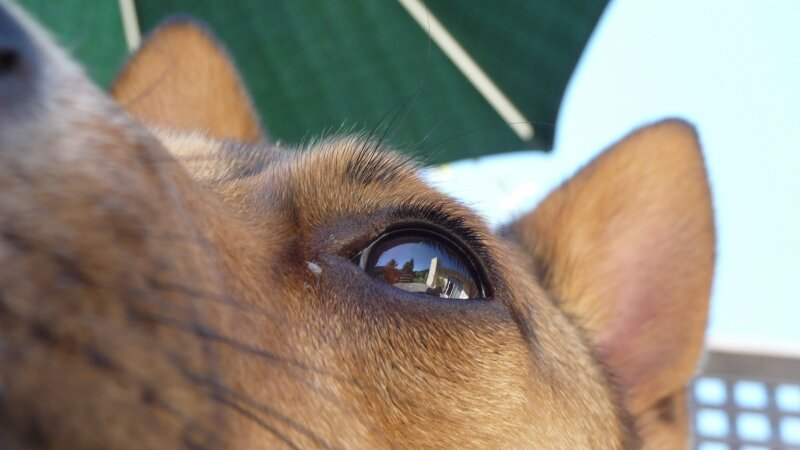 All Seeing Eye Dog
