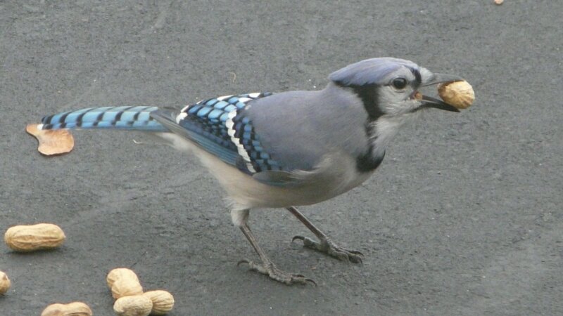 Blue Jay