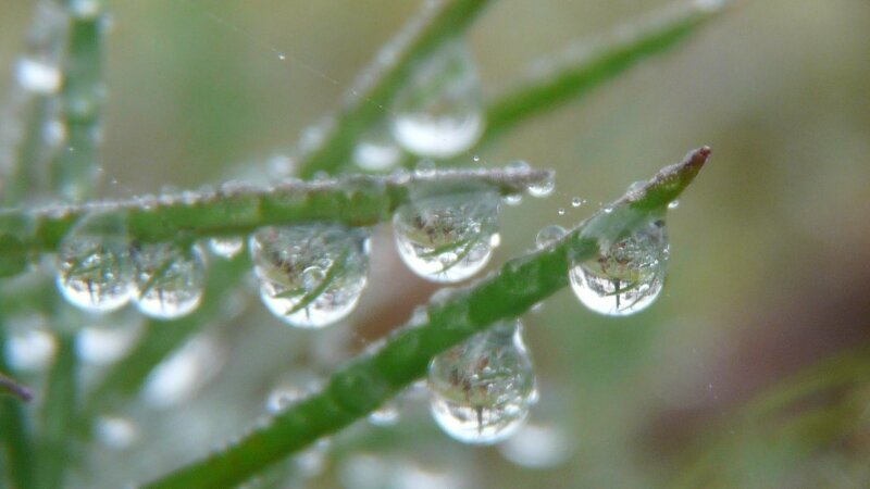 Raindrops