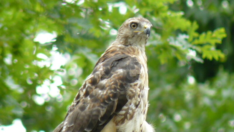 Red Tailed Hawk
