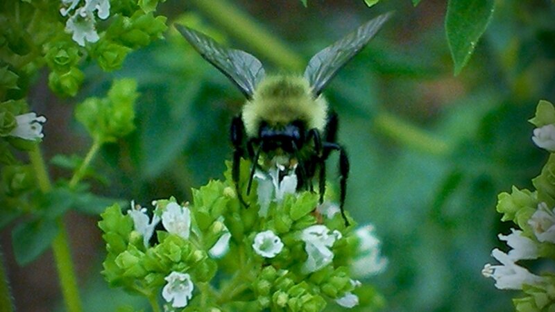 Honey Time