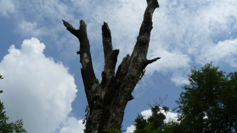 Lonely Tree