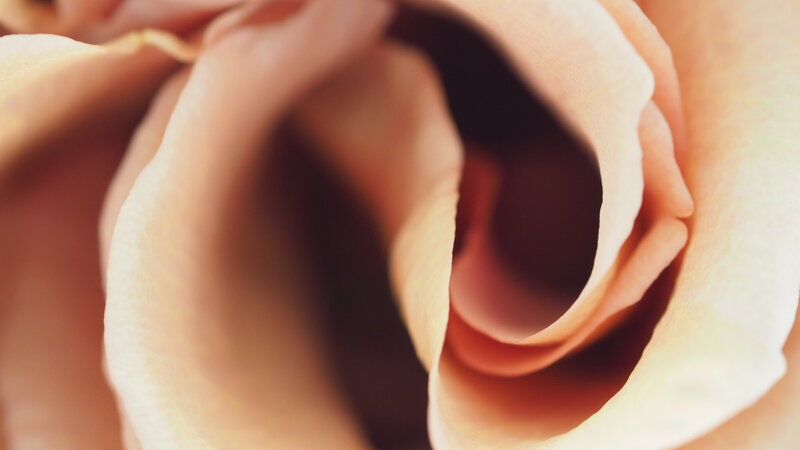 macro photo of a rose