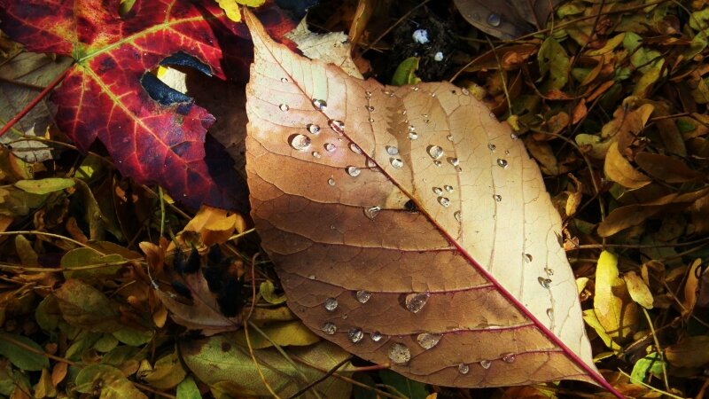 Morning patio surprise