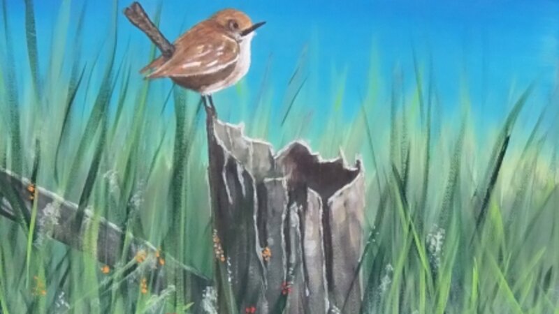 Wren at Rest