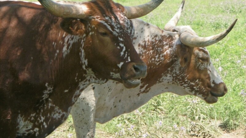 A Couple Of Longhorns