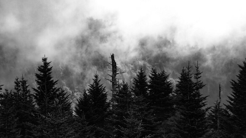 Clouds of fog roll through pine trees and remains of trees burnt in Gatlinburg wild fires