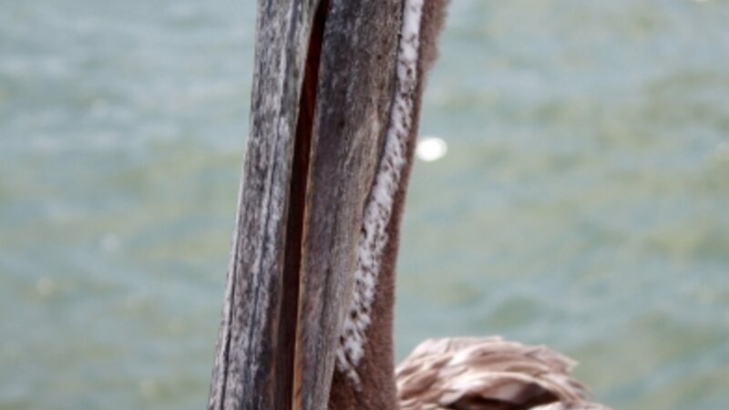 Pass-A-Grille Pelican