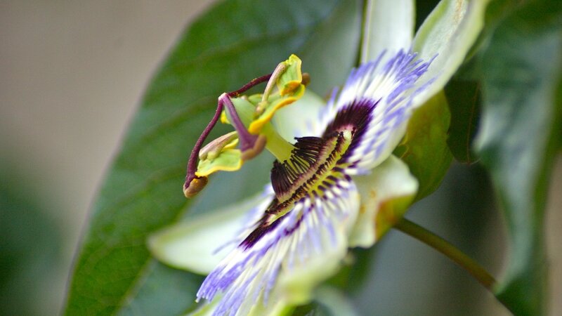 Passion Fruit at the Beginning