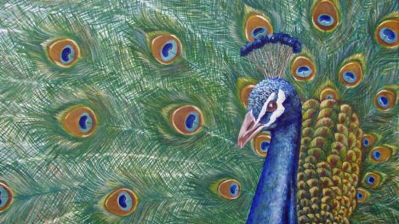 Peacock Parade