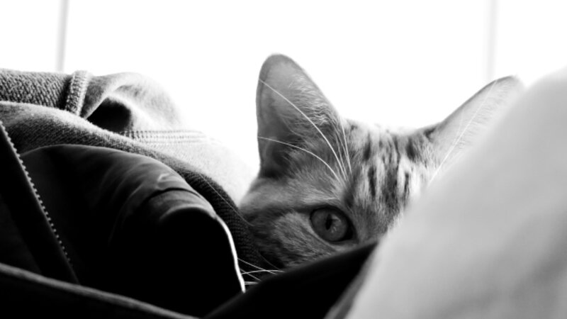 cat, blackandwhite, photography, playful
