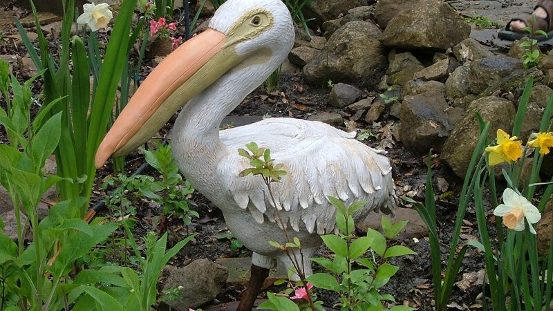 American White Pelican